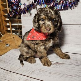 Buddy - Merle male Cockapoo puppy in Holden, Missouri from Rouffman Doodles