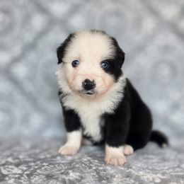 Fang - Black & white male Miniature American Shepherd puppy in Noble, Oklahoma from Roserock Aussies