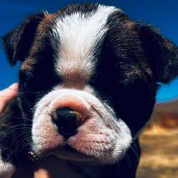 Girl 1 - Brindle and white female Boston Terrier puppy in Yakima, Washington from Barnett’s AKC Boston Terriers