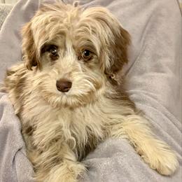 Hans - Red merle male Aussiedoodle puppy in Castalia, Iowa from K&K Kennels