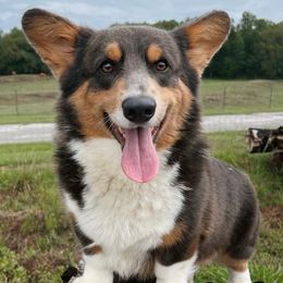 Summer - Pembroke Welsh Corgi