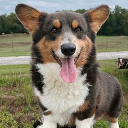 Summer - Pembroke Welsh Corgi