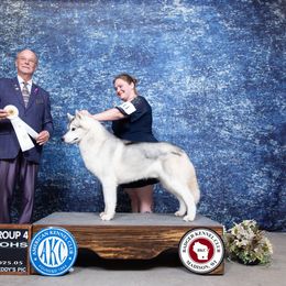 Gamble - Siberian Husky