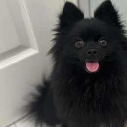 Vixen - Pomeranian