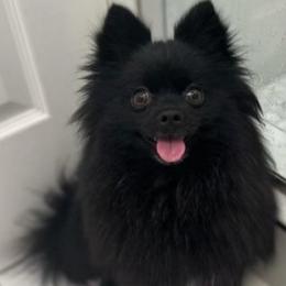 Vixen - Pomeranian