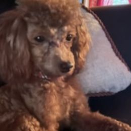 Poodles from Kingdom Kennels