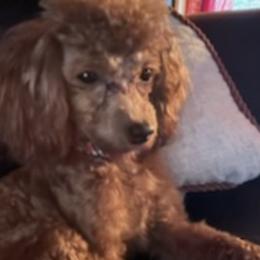 Poodles from Kingdom Kennels