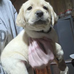 Pink Collar Female - Yellow female Labrador Retriever puppy in Andrews, South Carolina from Leyland Cypress Retrievers