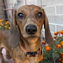 Dachshunds from Western Weens