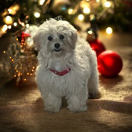 Rp#3 - Cream Assorted Doodle Crosses puppy in Benson, North Carolina from A Bundle of Love