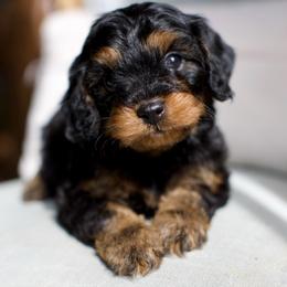 Belle - Black and tan female Cavapoo puppy in Queen Creek, Arizona from Dulcito Doodles