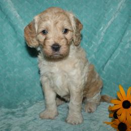Ivory - Buff female Cockapoo puppy in Dornsife, Pennsylvania from Schaible Family Puppies