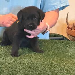 Boy 5 - Black male Labrador Retriever puppy in Whigham, Georgia from Diamond C Labradors
