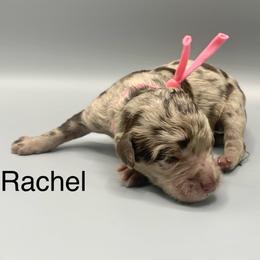 Rachel - Merle female Goldendoodle puppy in New Ringgold, Pennsylvania from Hawk Mountain Doodles