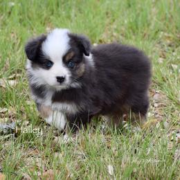 Hailey - Black tri female Miniature Australian Shepherd puppy in Evant, Texas from Lazy VT Bar Ranch