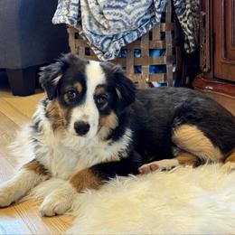 Jax - Black tri male Miniature American Shepherd puppy in Ash Grove, Missouri from 3 Barrels Farms, LLC