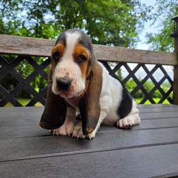 Woodrow - Black white and brown male Basset Hound puppy in Denison, Texas from Emma Lou's Baby Bassets