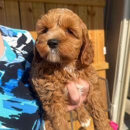 Willy - Red male Cockapoo puppy in Holton, Indiana from MoonShine Babies