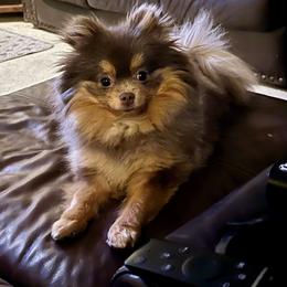 Pomeranian Puppies from Hummingbird & Fox