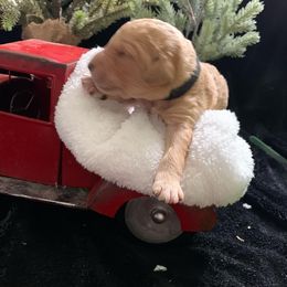 Goldendoodle Puppies from Nikki Lunt's Goldendoodles