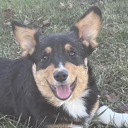 American Corgis, Cardigan Welsh Corgis, and Pembroke Welsh Corgis from Schumaker Corgis
