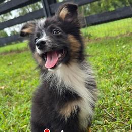 Mathew - Black tri male Miniature Australian Shepherd puppy in Dowagiac, Michigan from Wrightway Wigglebutts