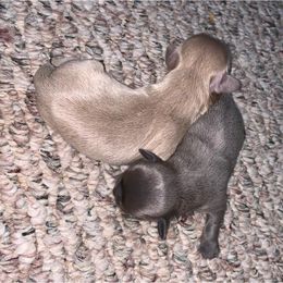 Shih Tzu Puppies from P&B Tzu Tribe