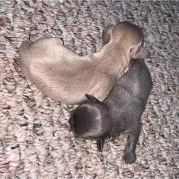Shih Tzu Puppies from P&B Tzu Tribe