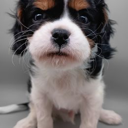 AKC Paddy - Tri-color Cavalier King Charles Spaniel puppy in Dallas, Texas from Holliday Cavalier King Charles Spaniels