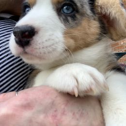 Cardigan Welsh Corgi Puppies from Luxe Cardigan Welsh Corgis