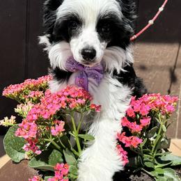 Dolphin - Black and white female Chinese Crested puppy in New Smyrna Beach, Florida from FronkLinn Kennel