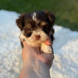 Finn - Chocolate, tan and white male Yorkshire Terrier puppy in Liberty, Texas from Tiny Yorkshire pups