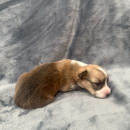 Purple - Sable female Pembroke Welsh Corgi puppy in Moreno Valley, California from Playful Corgis
