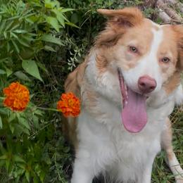 Peaches - Border Collie