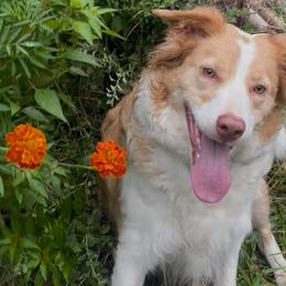 Peaches - Border Collie