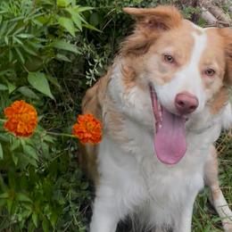 Peaches - Border Collie