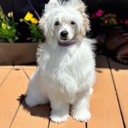 Seal - White male Chinese Crested puppy in New Smyrna Beach, Florida from FronkLinn Kennel