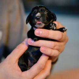 English Cocker Spaniel and German Shepherd Puppies from Ryndal & Co.