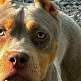 American Bullies, Boerboels, and Cane Corso from PaPaws Gotta Love It Kennels