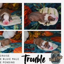 Trouble - Sable male Pembroke Welsh Corgi puppy in Poteau, Oklahoma from Half-Pint Corgis