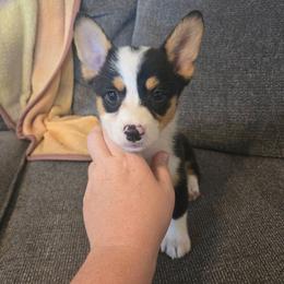 Sookie - Black and tan female Pembroke Welsh Corgi puppy in Chariton, Iowa from Kickin It Acres BCs