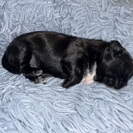 Shih Tzu puppies from Precious to the world Shih Tzu’s