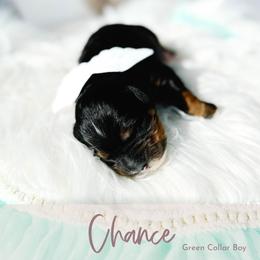 Chance - Tri-color male Bernedoodle puppy in Mahomet, Illinois from Jordan Family Doodles