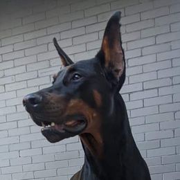 Dexter - Doberman Pinscher