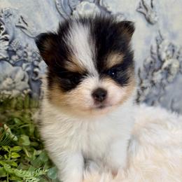 Opal - Black and tan parti female Pomeranian puppy in California from T & D Dream Poms