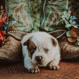 Ember - Red speckled female Australian Cattle Dog puppy in Waxahachie, Texas from MC Heelers