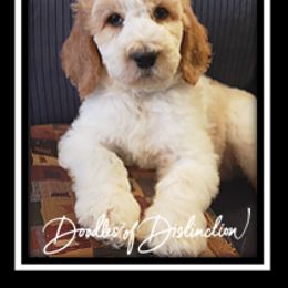 Goldendoodle Puppies from Lakeshore Doodles
