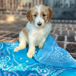 Teal (formerly Mauve) - Parti female Goldendoodle puppy in Celina, Texas from Kennedy Doodles