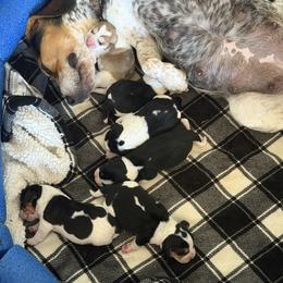 Beagles and Pugs from Sweet Warner Pugs & Beagles