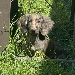 Art or Clare - Dachshund
